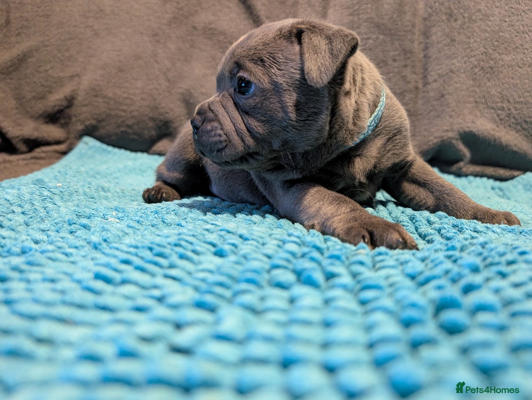 Staffordshire Bull Terrier dogs for sale: KC registered beautiful staffies puppies to sell - Advert 10