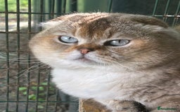 Scottish Fold cats for stud: TICA Registered Scottish fold stud  in Whitchurch - Image 1