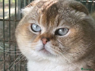 Scottish Fold cats in Whitchurch - Advert 7