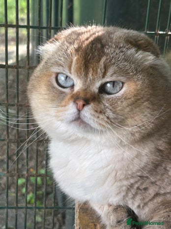 Scottish Fold cats in Whitchurch - Advert 2