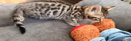 Mixed Breed cats for sale: Gorgeous mixed Bengal kittens - Advert 11