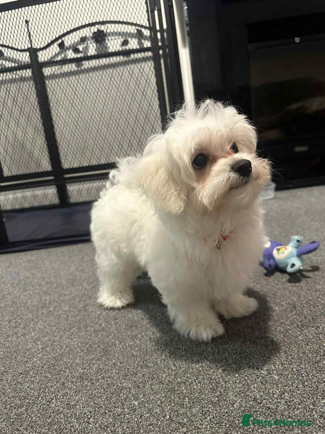 Maltipoo dogs for sale:  Last Tiny korean Maltipoo girl available  - Advert 3