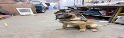 Belgian Shepherd Dog dogs for sale: Belgium Malabar puppy in London - Advert 4