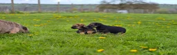 Border Terrier dogs for sale: Excellent border terrier dog pup - Advert 4