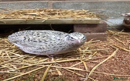 Quail poultry for sale: Jumbo & Celadon (blue egg) Coturnix Quail & eggs - Image 2