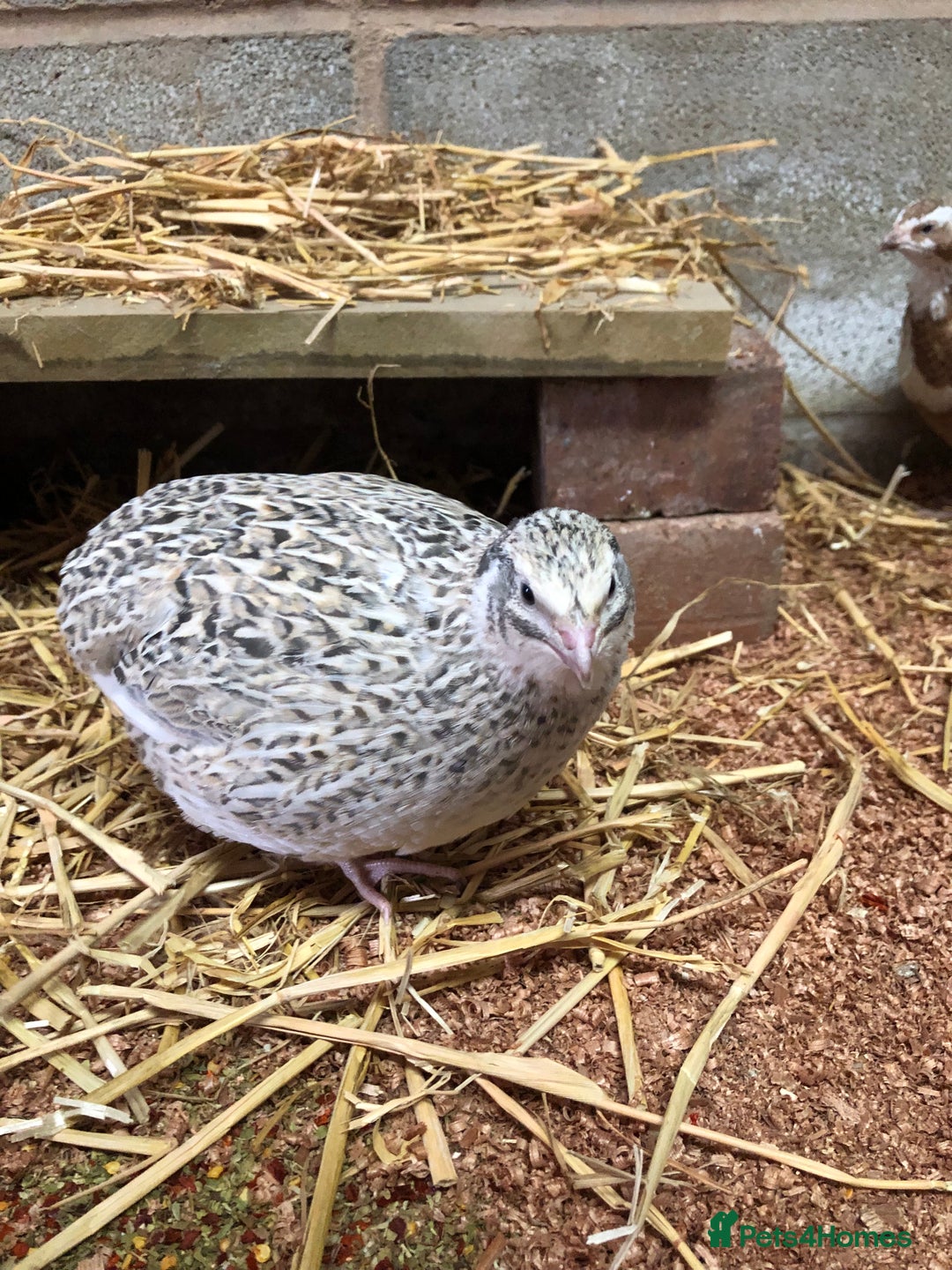 Quail poultry for sale: Jumbo & Celadon (blue egg) Coturnix Quail & eggs - Image 2