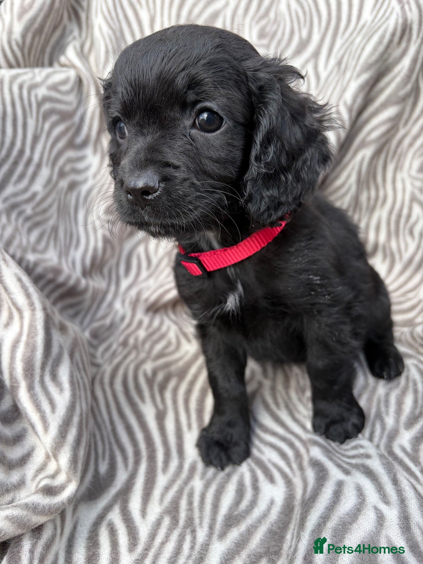 Cavapoo dogs 🐾💕STUNNING CAVAPOOS 💕🐾 - Advert 2
