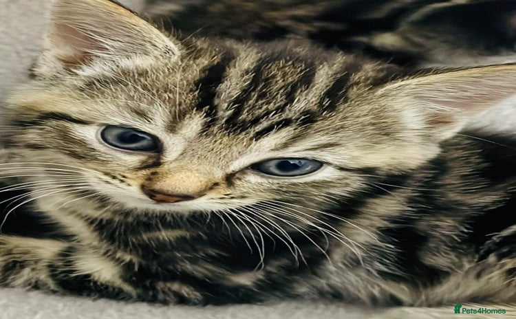 Mixed Breed cats A lovely litter of Ragdoll Bengal kittens ready  - Advert 3