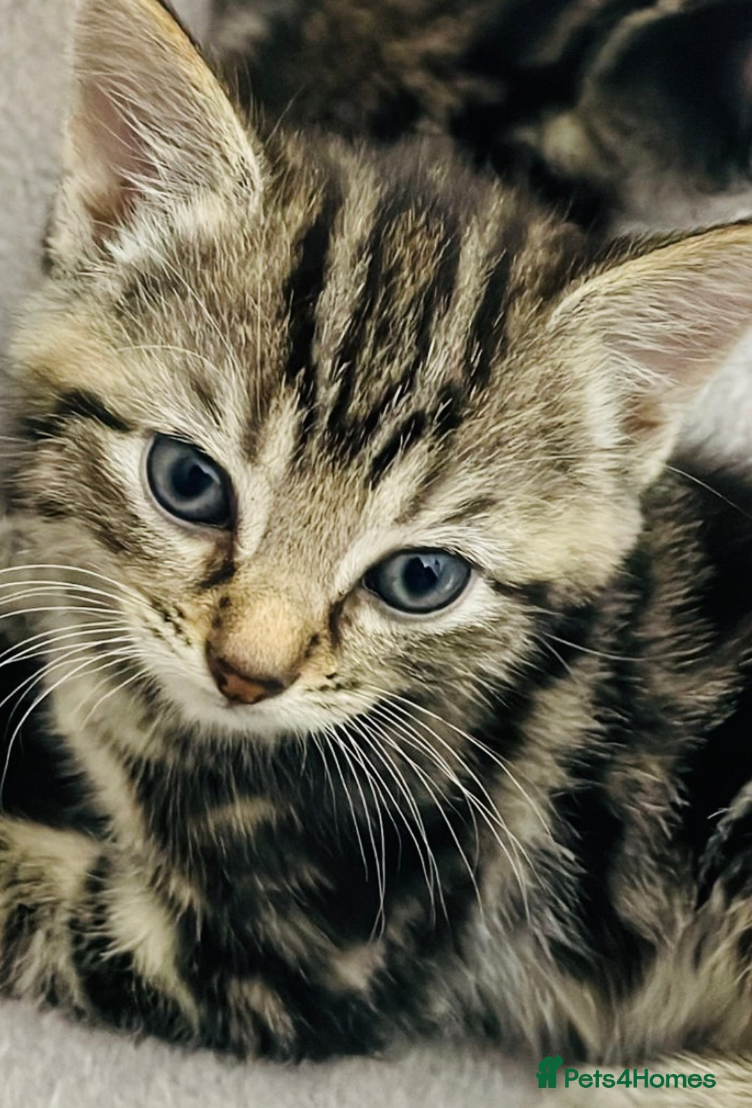 Mixed Breed cats for sale: A lovely litter of Ragdoll Bengal kittens ready  - Advert 1