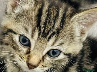 Mixed Breed cats A lovely litter of Ragdoll Bengal kittens ready - Advert 1