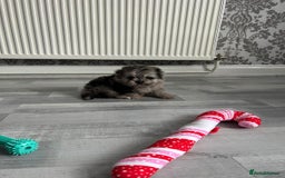Pomeranian dogs for sale: TINY MARBLE POMERANIAN GIRL  - Image 11