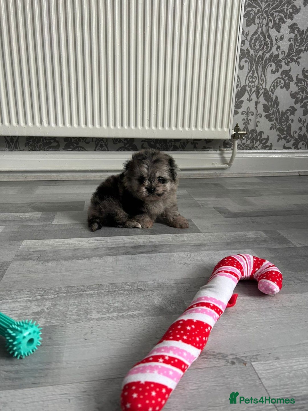 Pomeranian dogs for sale: TINY MARBLE POMERANIAN GIRL  - Image 11