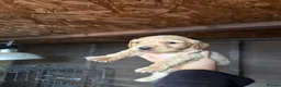 Cockapoo dogs for sale: Cocker spaniel puppies💕 in Llanelli - Advert 14