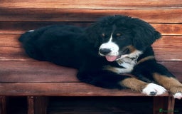 Bernedoodle dogs for sale: Beautiful ultra Bernedoodle  - Image 4