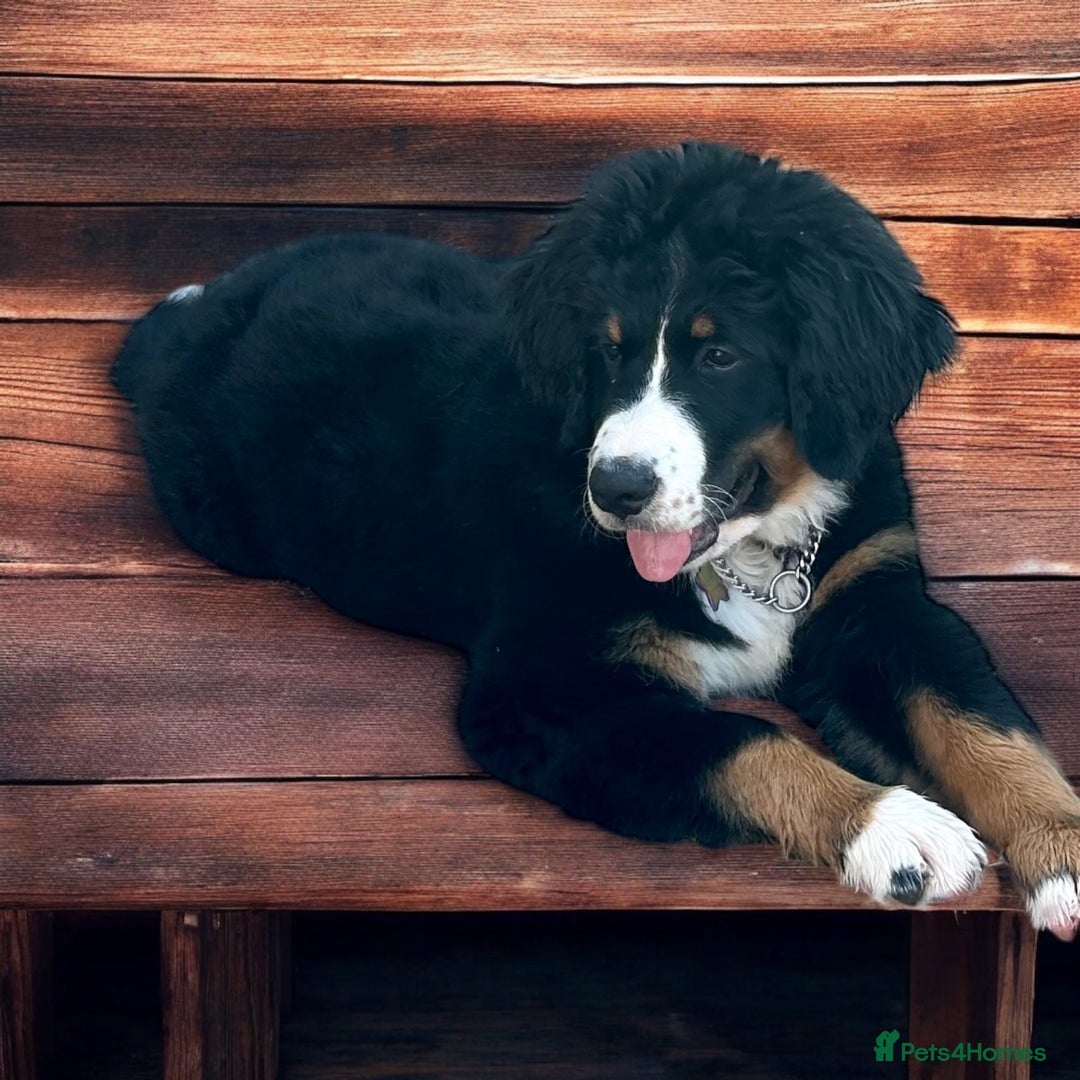 Bernedoodle dogs for sale: Beautiful ultra Bernedoodle  - Image 4