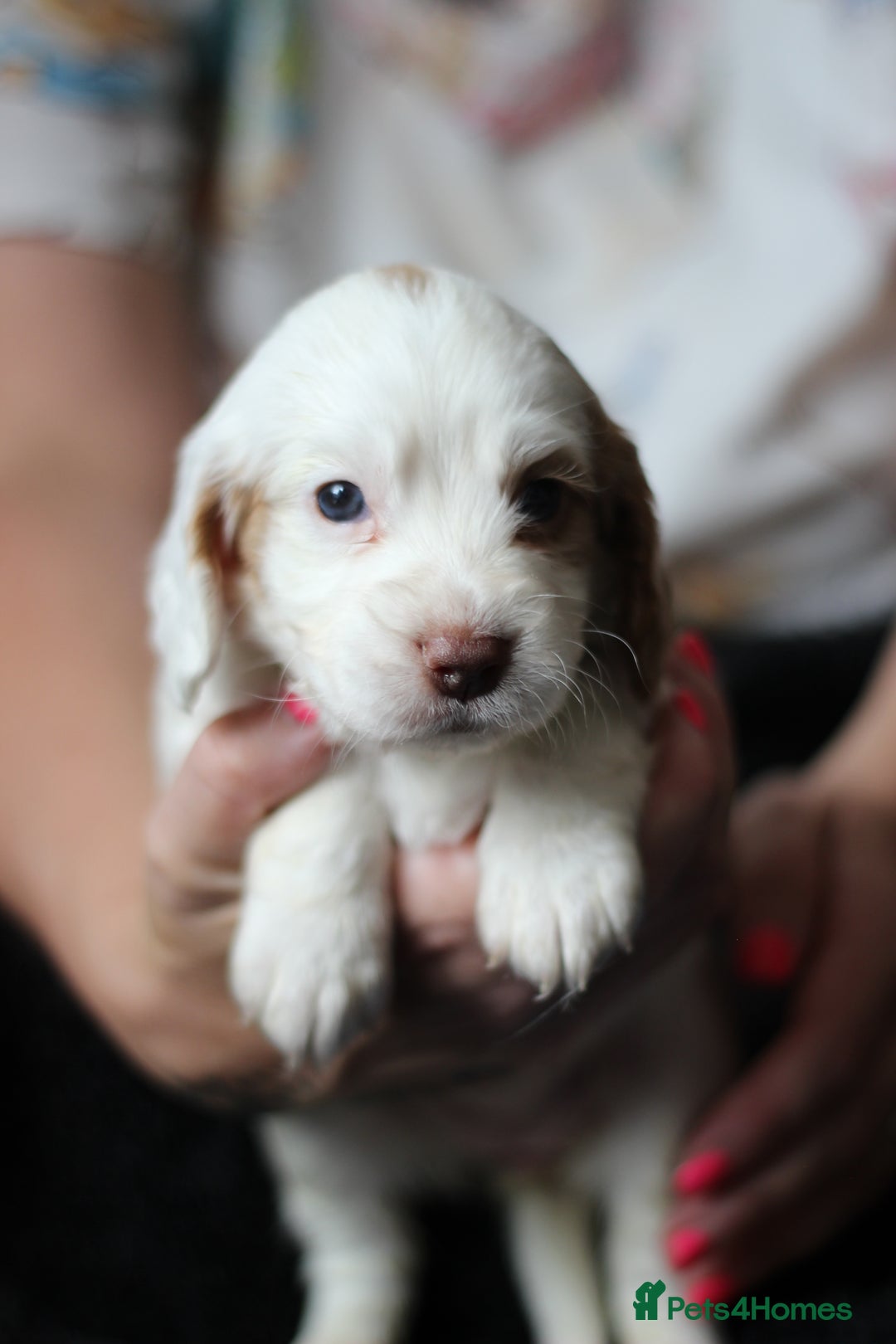 Cocker Spaniel dogs for sale: Cocker spaniels - Image 9