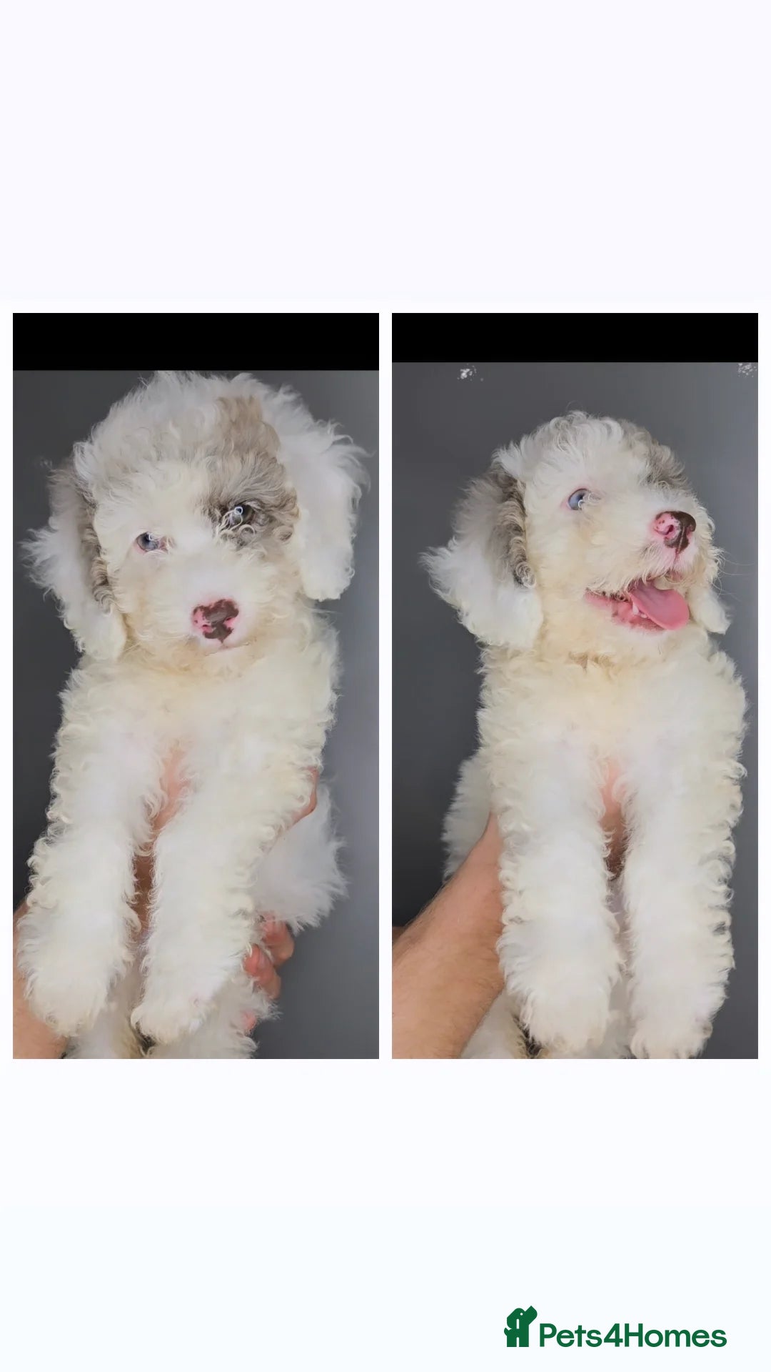 Labradoodle dogs Quality🧸TEDDYBEAR🧸 Merle Mini/Medi Labradoodles in Maldon - Advert 18