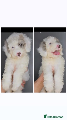 Labradoodle dogs in Maldon - Advert 9