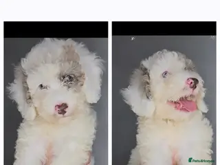 Labradoodle dogs Quality🧸TEDDYBEAR🧸 Merle Mini/Medi Labradoodles in Maldon - Advert 2