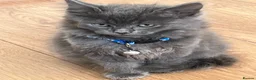 Mixed Breed cats for sale: Two fluffy boys - Advert 4