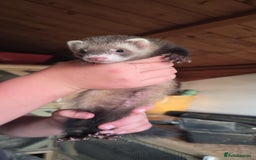Ferret rodents for sale: ferret kits hobs and jills for sale - Image 5