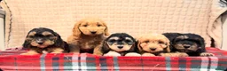 Cockapoo dogs for sale: STUNNING COCKAPOO PUPPIES READY NOW  - Advert 13