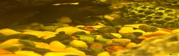 Platies fish for sale: Baby fish there should be pics of parents!  in Cranbrook - Advert 4