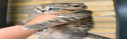 British Shorthair cats for sale: STUNNING! British Shorthair Black Golden Tabbys - Advert 13