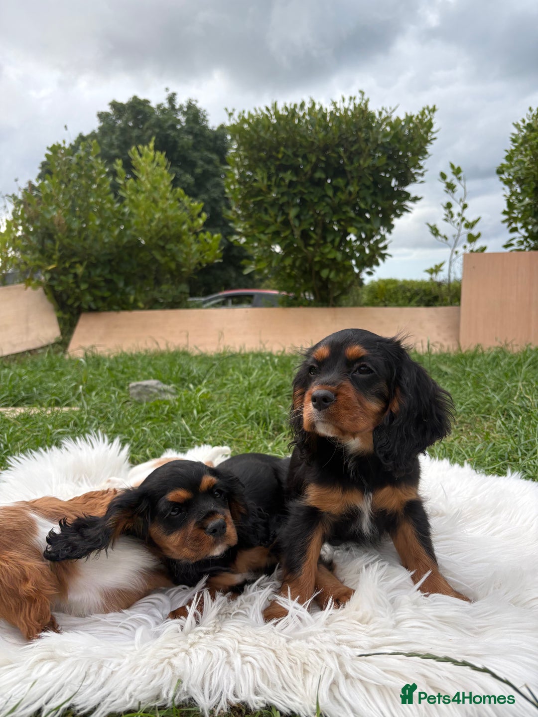 Cavalier King Charles Spaniel dogs for sale: Cavalier King Charles  - Image 12