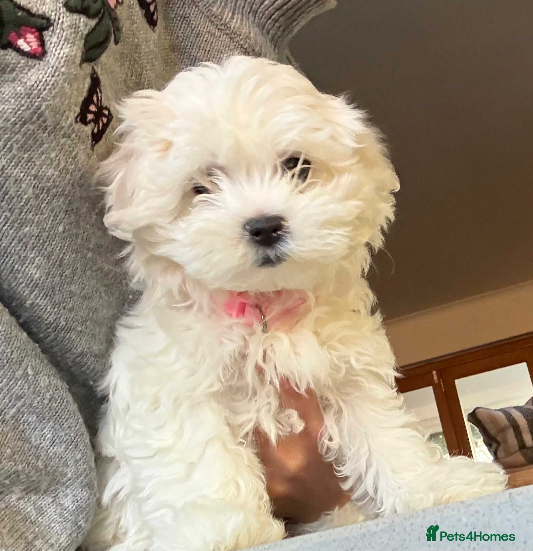 Maltese dogs 🩷 Last girl Grace left 🩷 Already potty trained  - Advert 8