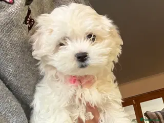 Maltese dogs 🩷 Last girl Grace left 🩷 Already potty trained - Advert 8