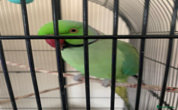 Ringnecks birds - Advert 1