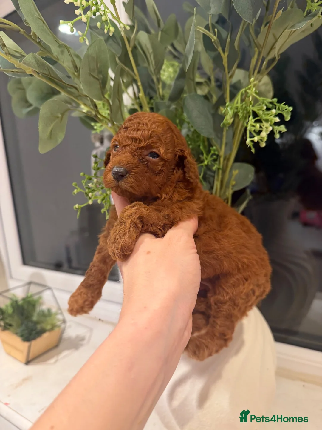Miniature Poodle dogs for sale: Amazing deep red kc mini poodles ❤️🩵 - Advert 8