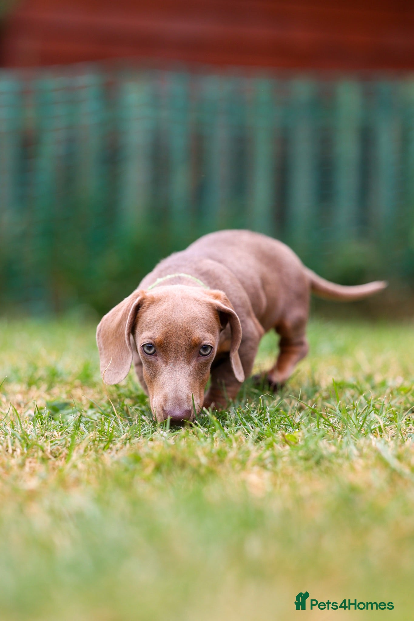 Miniature Dachshund dogs miniature dachshund❤️ - Advert 4