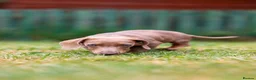Miniature Dachshund dogs for sale: miniature dachshund❤️ - Advert 1