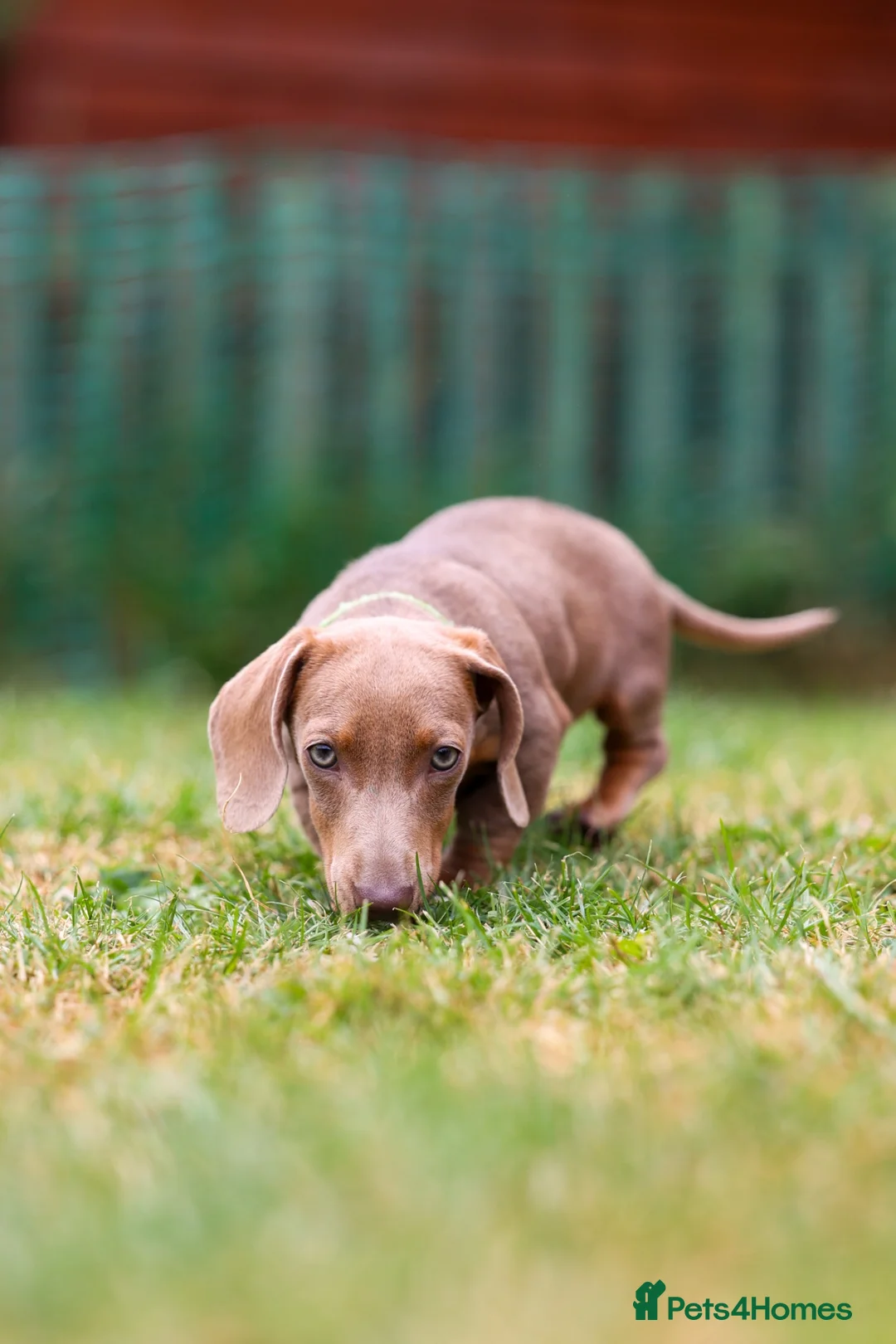 Miniature Dachshund dogs for sale: miniature dachshund❤️ - Advert 1