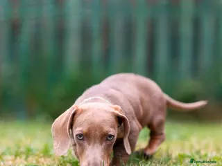 Miniature Dachshund dogs miniature dachshund❤️ - Advert 4