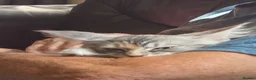 Maine Coon cats for sale: TICA Reg Maine Coon kittens ready now! - Advert 6