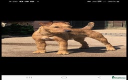 Lakeland Terrier dogs for sale: Lakeland terrier girls - Image 7