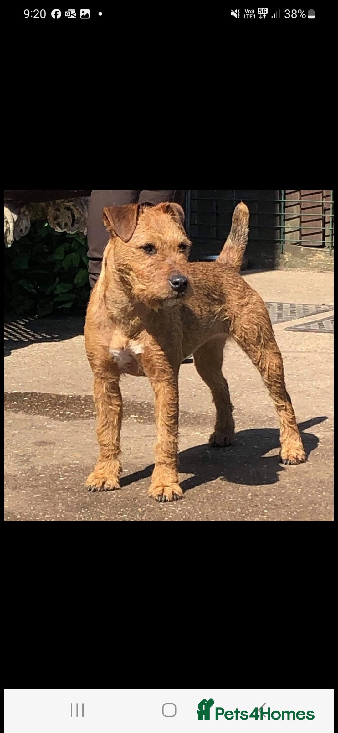 Lakeland Terrier dogs for sale: Lakeland terrier girls - Image 7