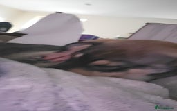 Mixed Breed dogs for sale: Arlo. - Image 4