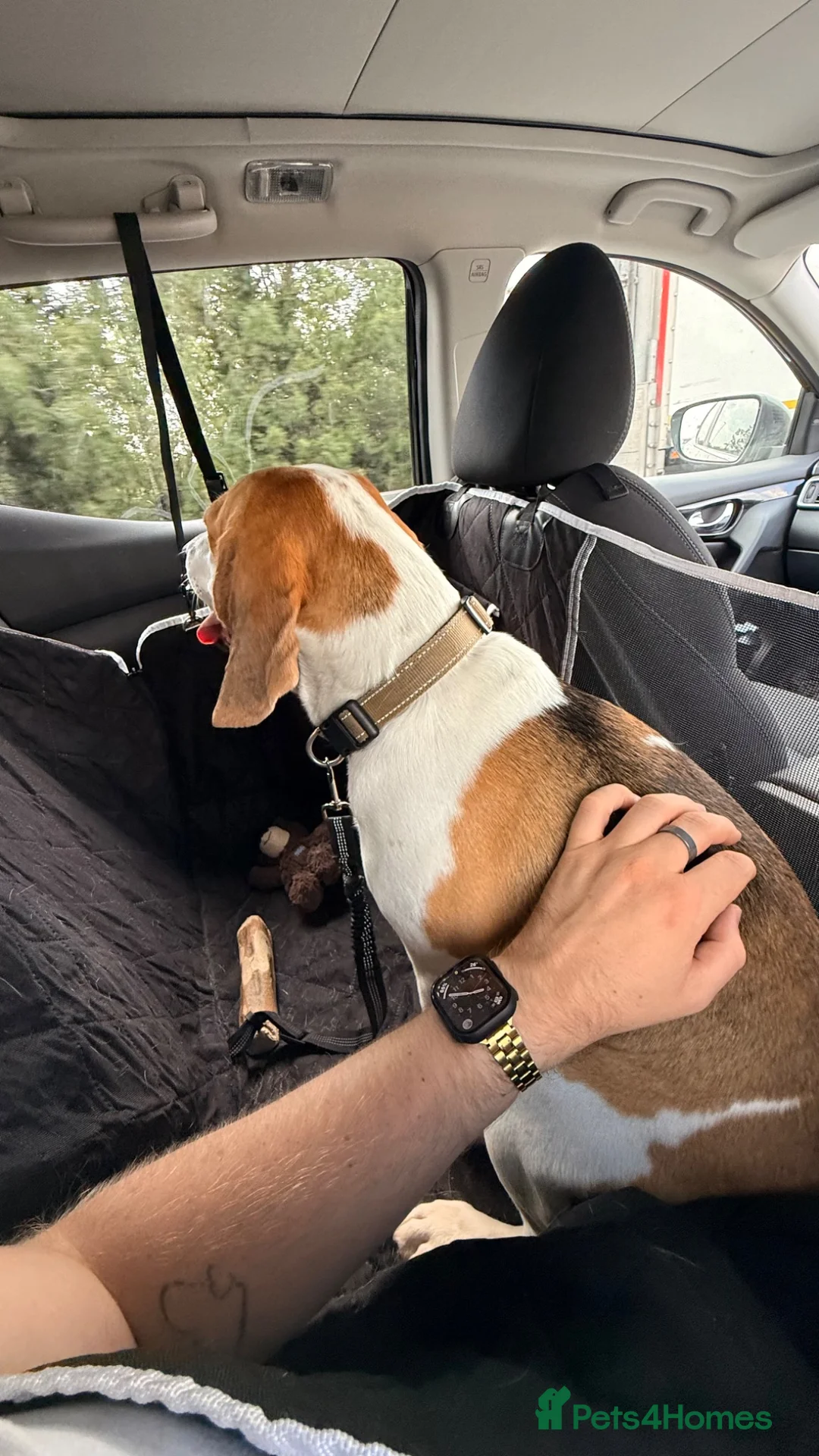 Beagle dogs for sale: 4 year old Beagle Boy in Derby - Advert 2