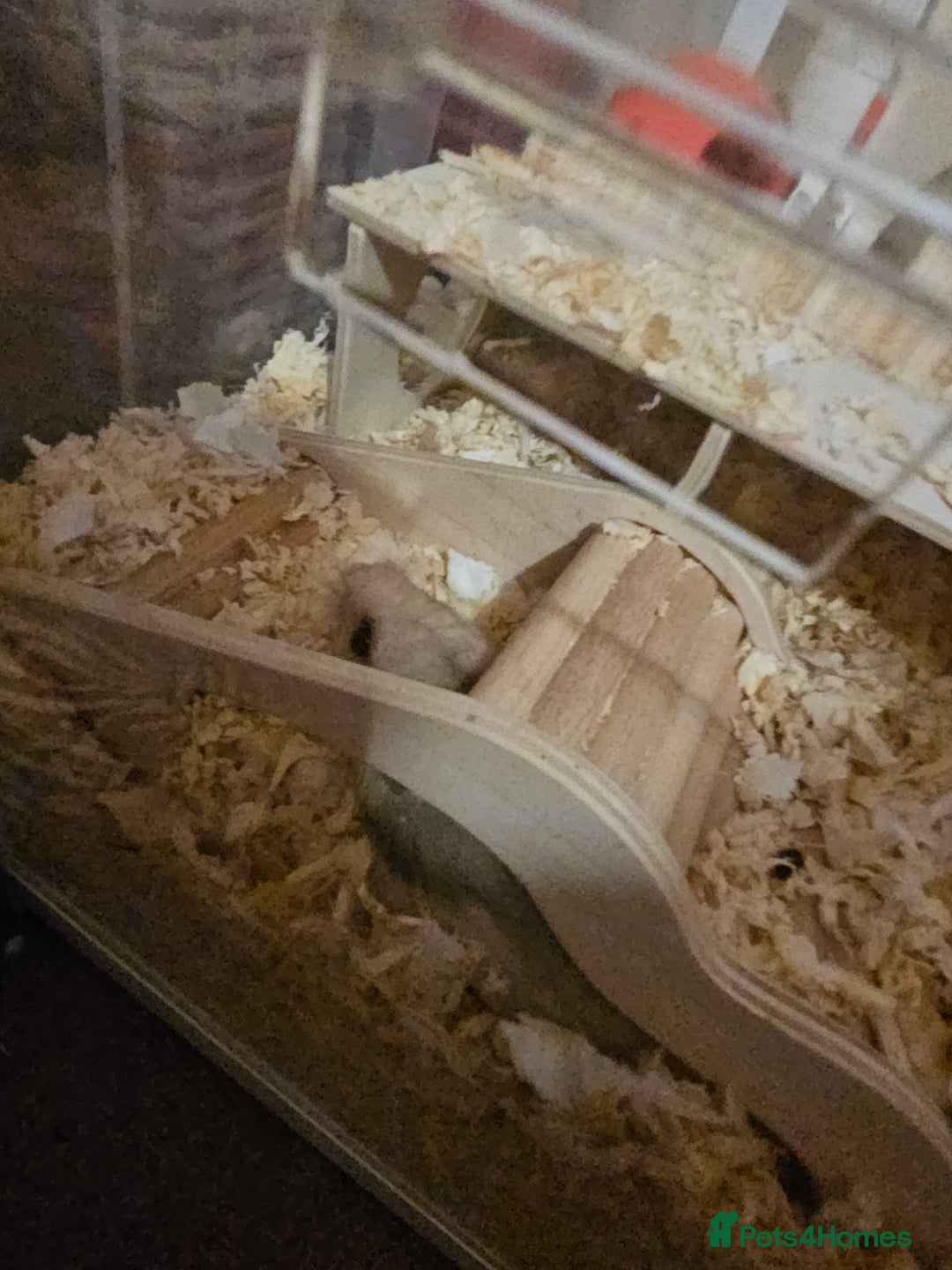 Hamster rodents for sale: Syrian Long Hair and Full Set Up - Advert 3