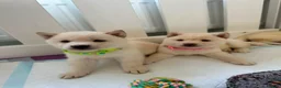 Japanese Shiba Inu dogs for sale: Japanese Shiba Inu Puppies - Advert 3