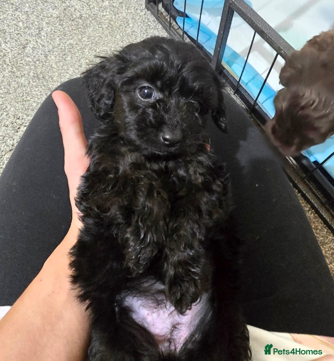 Shihpoo dogs for sale: Shihtzu x poodle  - Advert 3