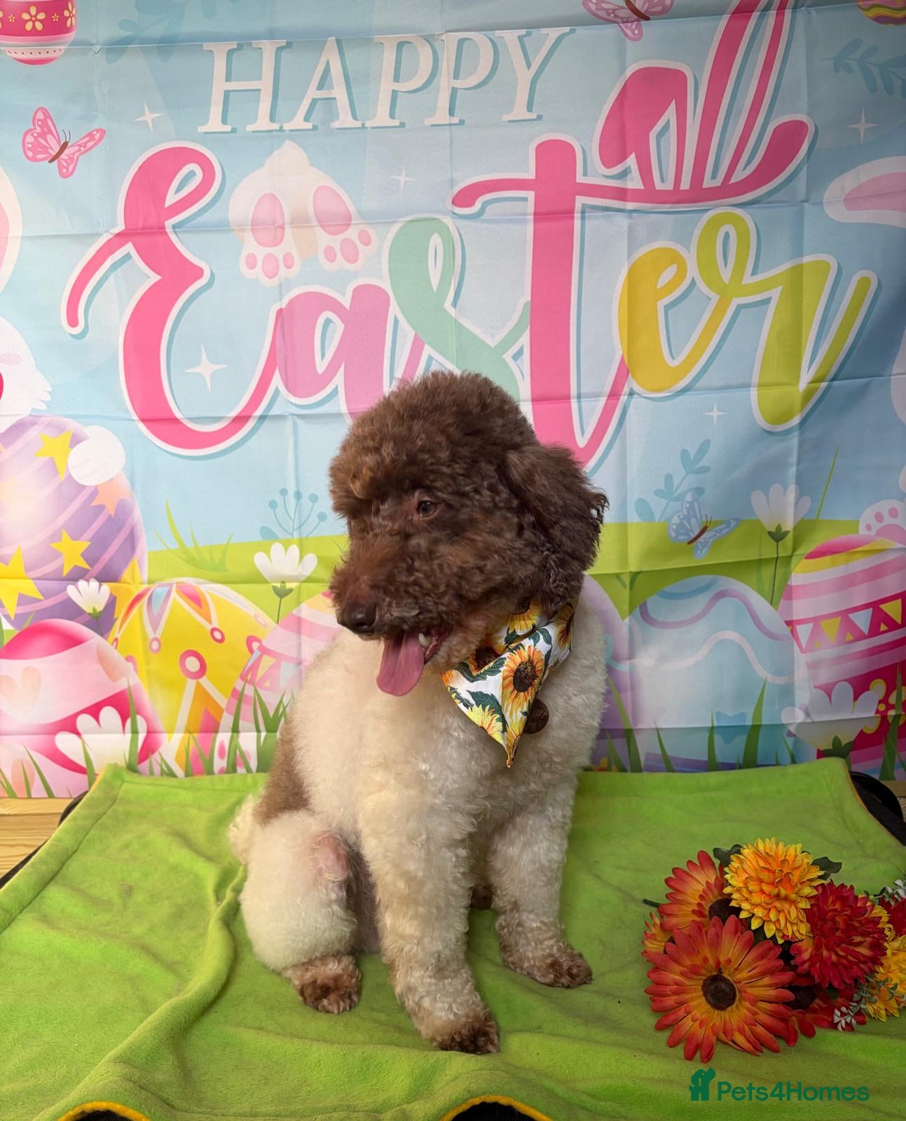 Miniature Poodle dogs KC Reg Miniature Parti Poodle - Advert 10