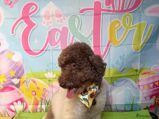 Miniature Poodle dogs KC Reg Miniature Parti Poodle - Advert 10