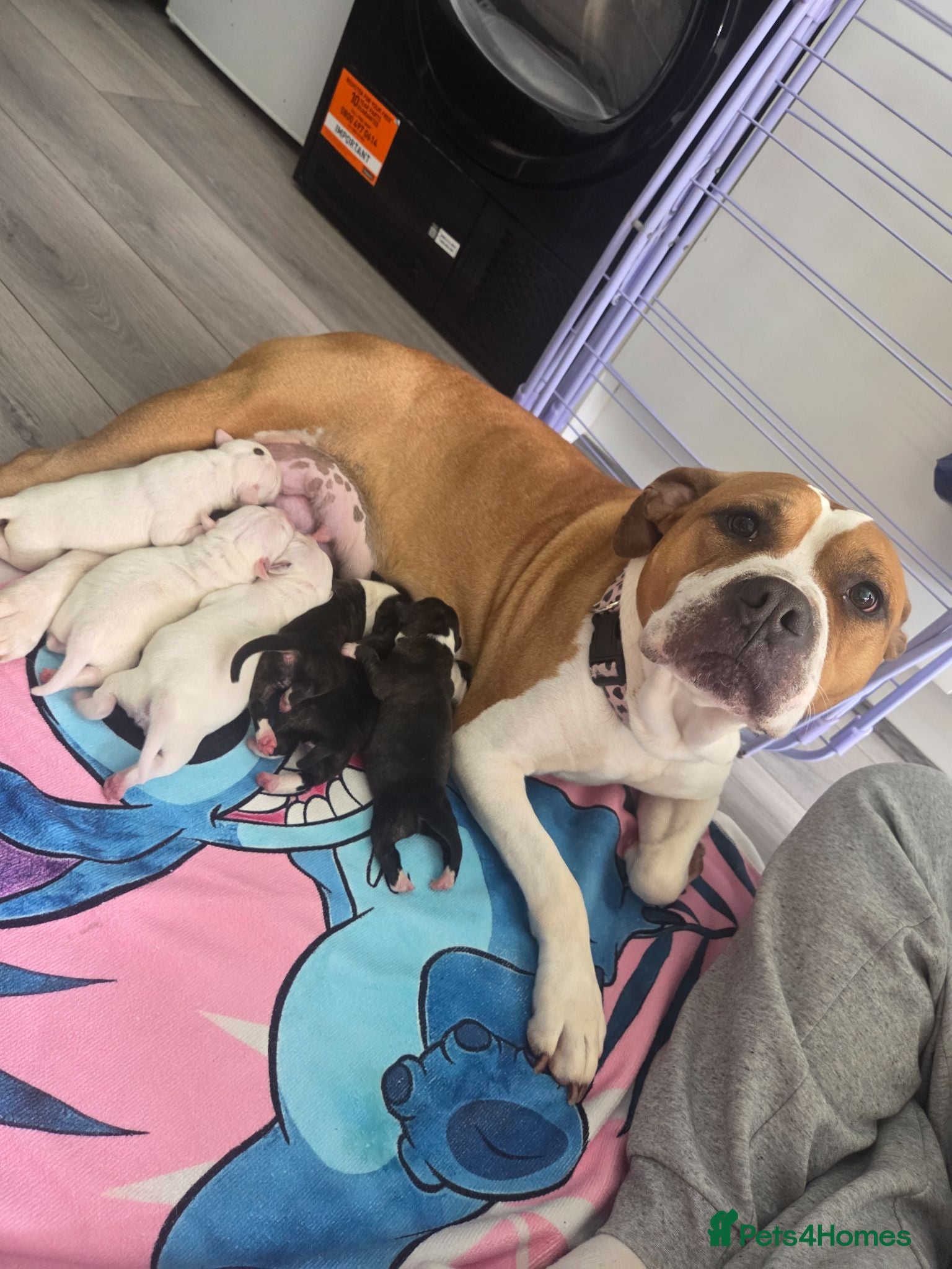 Mixed Breed dogs American bulldog x staffy  - Advert 4