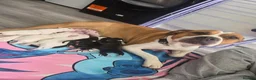 Mixed Breed dogs for sale: American bulldog x staffy  - Advert 1