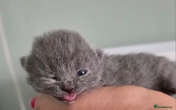 British Shorthair cats for sale: Excellent Quality BSH kittens for Reservation - Image 12